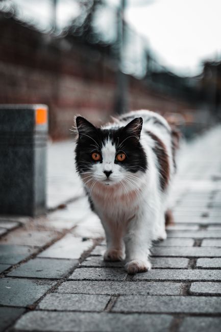 A close-up of a domestic tabby cat with green eyes walking along a pavement outside a property, with autumn leaves scattered on the ground. The cat's fur is a mixture of brown, black, and orange tabby